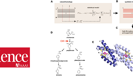 Modèle évolutionnaire pour la conception de protéines chorismate mutase