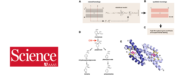 Modèle évolutionnaire pour la conception de protéines chorismate mutase