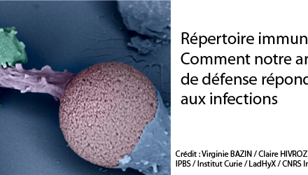 Répertoire immunitaire : comment notre armurerie de défense répond aux infections