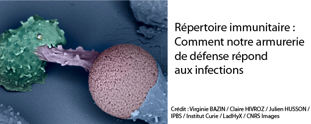 Répertoire immunitaire : comment notre armurerie de défense répond aux infections